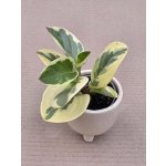 Peperomia Gold mini – Hledejceny.cz