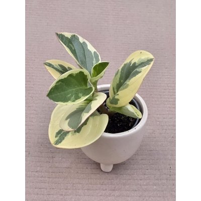 Peperomia Gold mini – Hledejceny.cz