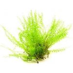 Plagiomnium cf. Affine Pearl moss – Zboží Mobilmania