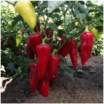 Paprika Sakura - Capsicum Annuum - semena - 30 Ks – Hledejceny.cz