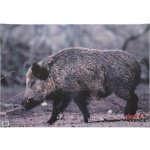 Black Flash Archery Terč na lukostřelbu Divočák – Zbozi.Blesk.cz