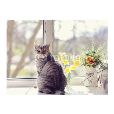 WEBLUX 44792547 Fototapeta vliesová cat sitting on the windowsill in the flowers on the background o kočka sedí na parapetu v květech na pozadí o rozměry 270 x 200 cm