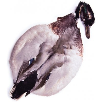 Veniard Kachna divoká celá Mallard Duck Complete Body Skin