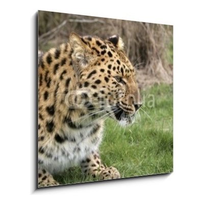 Skleněný obraz 1D - 50 x 50 cm - leopard leopard dobrý kočka