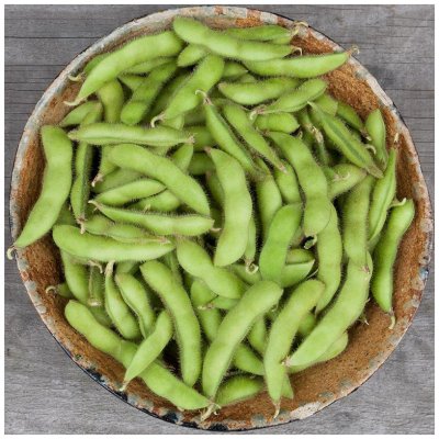 BIO Sója Edamame Chiba Green - Glycine max - bio semena sóji - 20 ks – Zboží Mobilmania