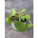 Pilea Peperomioides 12 cm – Hledejceny.cz