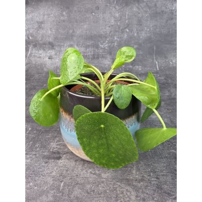 Pilea Peperomioides 12 cm – Hledejceny.cz