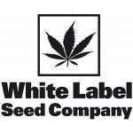 White Label Amnesia White semena neobsahují THC 10 ks – Zboží Dáma