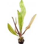 Aponogeton madagascariensis - Kalatka mřížovitá – Zboží Dáma