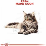 Royal Canin FBN Maine Coon Adult 10 kg – Hledejceny.cz