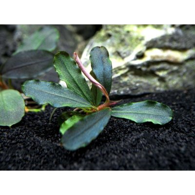 Bucephalandra Bleu green – Zboží Mobilmania