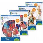 Montessori Anatomický model srdce – Zboží Dáma