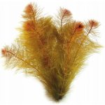 Myriophyllum mattogrossense – Hledejceny.cz