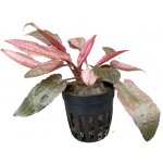 Cryptocoryne spec. Flamingo – Hledejceny.cz