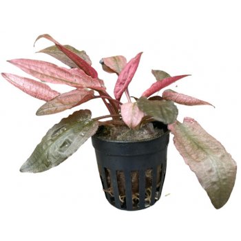 Cryptocoryne spec. Flamingo