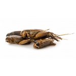 JK ANIMALS Sušený cvrček 80 g – Zboží Dáma