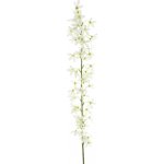 Trojpuk (Deutzia) krémová délka 100 cm – Hledejceny.cz