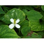 Houttuynia cordata - Touleň srdčitá – Zboží Dáma Houttuynia cordata - Touleň srdčitá – Zboží Dáma