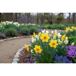 Narcis 'Golden Dawn' 5 ks – Hledejceny.cz