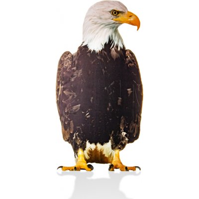 Traiva s.r.o. Plašič ptáků a škůdců - 2D maketa Orla bělohlavého, 28 x 55 cm Varianty: OREL sedící, silueta dravce - oboustranný potisk, 3 mm pěněné PVC + UV potisk, Kód: 27622 – Hledejceny.cz