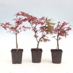 e-bonsai Venkovní bonsai -Javor dlanitolistý - Acer palmatum Berry Broom v kontejneru – Zboží Dáma