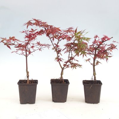 e-bonsai Venkovní bonsai -Javor dlanitolistý - Acer palmatum Berry Broom v kontejneru – Zboží Dáma