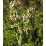 Šanta kočičí - Nepeta cataria - semena - 15 ks – Zboží Dáma