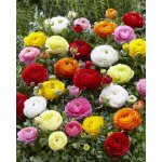 Mix pryskyřníků 50 ks – Hledejceny.cz