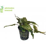 Cryptocoryne wendtii Tropica – Sleviste.cz
