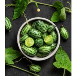 Mexická mini okurka Melothria scabra prodej semen 5 ks – Sleviste.cz