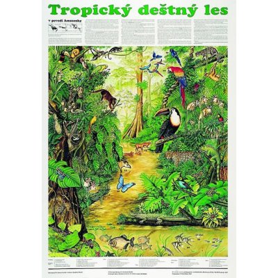 Plakát - Tropický deštný les – Hledejceny.cz