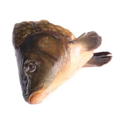 Rybářství Chlumec Kapří hlava mražená 1-2 ks 600 g – Zboží Dáma