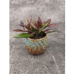 Hoya Red Maroon mini – Zboží Dáma