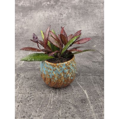 Hoya Red Maroon mini – Zboží Dáma