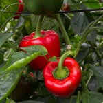 Paprika California Wonder Capsicum annuum semena papriky 20 ks – Hledejceny.cz
