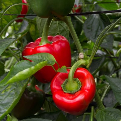 Paprika California Wonder Capsicum annuum semena papriky 20 ks – Hledejceny.cz