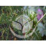 Salvia paradise Afrodisiak Maca Trib velký prášek BIO 150 g – Hledejceny.cz