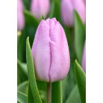 Lukon Glads Tulipán CANDY PRINCE - tulipa – Hledejceny.cz