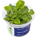 Lobelia cardinalis - Lobelka šarlatová – Zboží Dáma