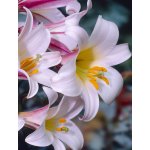 Lilie královská 'Regale' 1 ks – HobbyKompas.cz