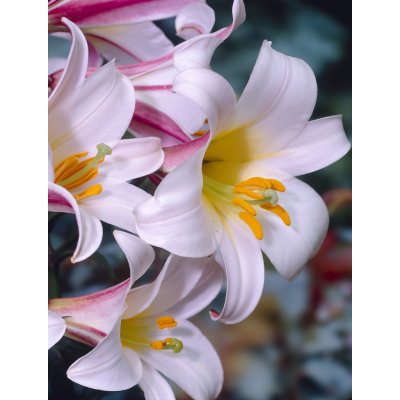 Lilie královská 'Regale' 1 ks – HobbyKompas.cz