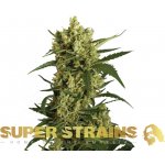 Super Strains Crackers semena neobsahují THC 1 ks – Hledejceny.cz