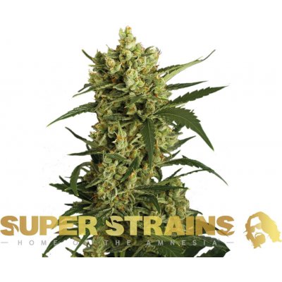 Super Strains Crackers semena neobsahují THC 1 ks – Hledejceny.cz
