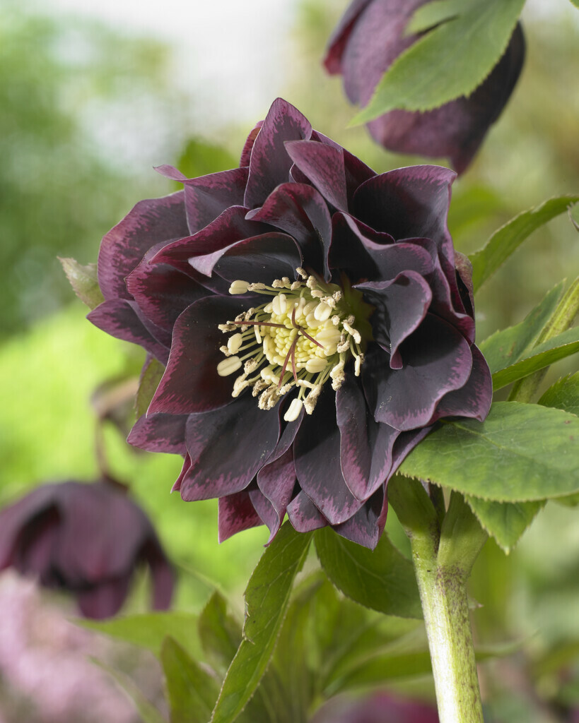 Čemeřice 'Double Ellen Purple' 1 ks