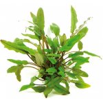 Cryptocoryne beckettii – Zboží Dáma