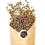 Sušený len zlatý, kytice/svazek 50g – Zboží Dáma