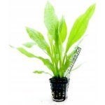 Echinodorus amazonicus - Šípatkovec amazonský – Zboží Dáma