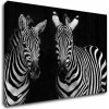 Obraz Impresi Obraz Dvě zebry černobílé - 90 x 60 cm