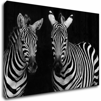 Impresi Obraz Dvě zebry černobílé - 60 x 40 cm – Zbozi.Blesk.cz