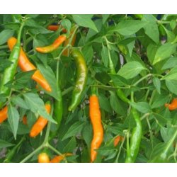 CHILLIMAT Chilli semena Thai Orange 10 ks